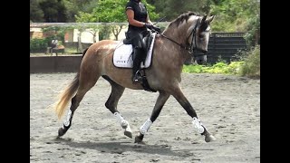 Quality PRE gelding for upper dressage [upl. by Haneen972]