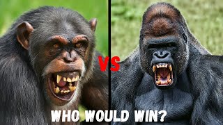 GORILLA vs CHIMPANZEE  Whos The KING of The Apes [upl. by Aitercal]