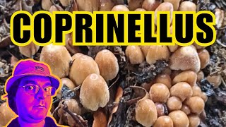 COPRINELLUS  funghetti al parco sotto la pioggia 🍄 [upl. by Mariandi]