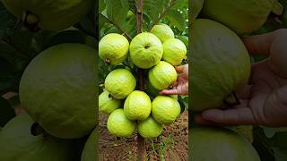 🌿Grow Guava Tree Faster with These Simple Tips guava fruittree [upl. by Luisa]