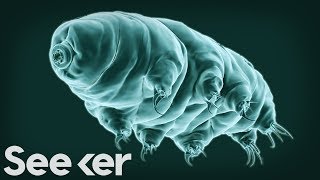 What Tardigrades Can Teach Us About Life in the Rainforest [upl. by Nylrebmik465]