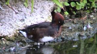 Ferruginous Duck 2 [upl. by Daahsar]