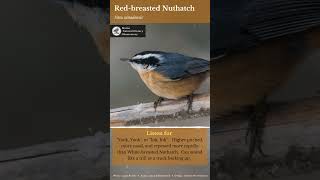 Birding by ear What does a Redbreasted Nuthatch sound like [upl. by Ecal63]