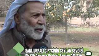 Şanlıurfalı çiftçinin ceylan sevgisi [upl. by Yelrihs]