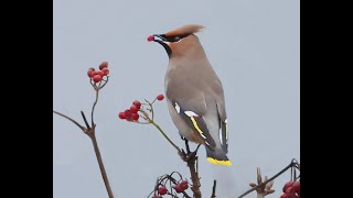 Waxwing 3 30Dec2023 [upl. by Magee]