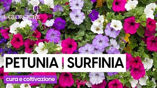 Surfinia 3 segreti per curare al meglio la Petunia ricadente [upl. by Aenert513]