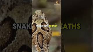 Russells Viper The Silent Stalker Snake Video 4K  EcoExplorerTV [upl. by Wills517]