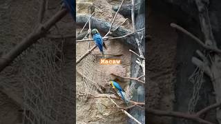 shortvideo Macaw Bird [upl. by Hopper390]