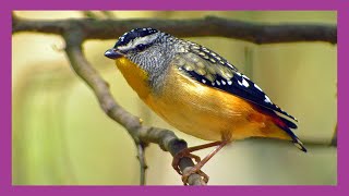 Spotted Pardalote Bird [upl. by Llert204]