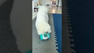 🐕Smart Pet Food Dispenser Toys 🐩 shopify dropshipping shorts pets toys tiktok ecommerce yt [upl. by Aslin302]