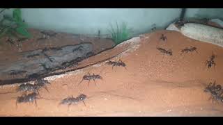 Myrmecia Pyriformis Colony at 3 years of age  Giant Bullants [upl. by Kristianson]