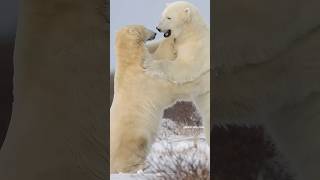 Polar Bears Fighting Wincent E2hqx nature wildlife bear [upl. by Livingston302]