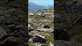 Ptarmigans on Mount Elbert Colorados Highest Peak 14440 mountains colorado [upl. by Evars779]