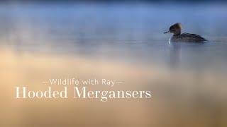 Wildlife with Ray  Hooded Mergansers [upl. by Chloette]