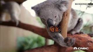 Koala video goes viral online  CNBC International [upl. by Nanon]