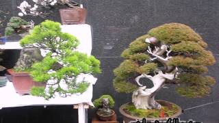 2014 Bonsai market at the Green Club Part 1 Ueno Park Kokufu Bonsai Ten By Centro Bonsai Tenerife [upl. by Esyli]