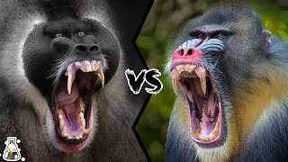 Drill vs Mandrill  Who Is The Monkey King [upl. by Tosch]