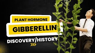 Gibberellin Plant Hormone  Discovery and Historical Background  Discovery of Gibberellin [upl. by Retepnhoj910]