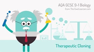 AQA GCSE 91 Biology Theraputic Cloning [upl. by Wakefield]