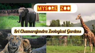 Mysore zoomysoremysorezooshortsanimalstourplaceplacestovisitmustvisitplacesanimalshorts [upl. by Ellerad]