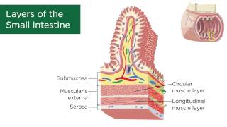 Layers of the Small Intestine [upl. by Frey]