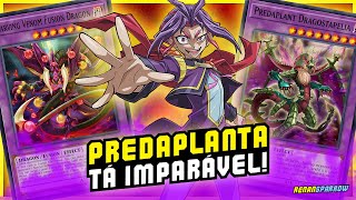 NOVO META PREDAPLANT TÁ INSACIÁVEL  YuGiOh Duel Links 2450 [upl. by Ardnot449]