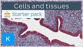 Cells and tissues types and characteristics  Human histology  Kenhub [upl. by Warfeld]