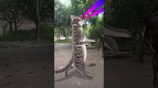 Billi bole meow meow cute cat song music [upl. by Hartzell]