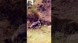 Leopard vs Wildebeest Calf Showdown in the African Savanna wildlife animals [upl. by Ylloh28]