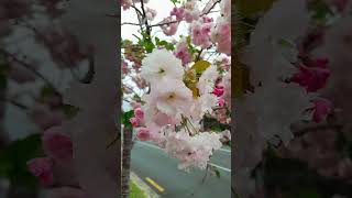 Prunus serrulata ‘Kanzan’ flowers nature garden plants ep26 [upl. by Rainger]