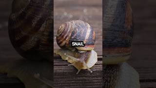 shorts didyouknow snails are hermaphrodites 🐌🐌🐌 [upl. by Nata]