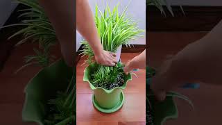 Plants in pot and put fertilizer take care flowers so easy plants flower garden flower plants [upl. by Antoinetta]