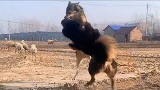 Tibetan Mastiff Vs Wolf In a Real Fight  Tibetan Mastiff Caught On Camera Against Wolf  PITDOG [upl. by Torosian]