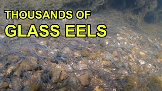 Thousands of Glass Eels in UK River Elvers [upl. by Walliw]