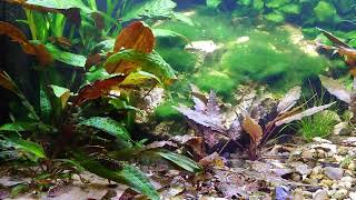 Xiphophorus Maculatus San Filipe Yucatan and Corydoras knaacki and Sewellia lineolata [upl. by Ayouqat]