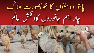 Persian Cats For Sale  French Bulldog Ear Taping  Fancy Pigeon For Sale [upl. by Metzger]