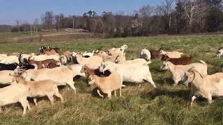 Kiko Goat Herd at McGuire Family Farms [upl. by Donielle]