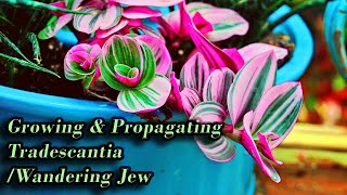 Growing Tradescantia  Wandering Jew Care amp Propagation [upl. by Mellisa]