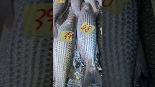 Grey Mullet Benjie Gonzales tv [upl. by Butterfield]