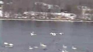 Trumpeter Swans Sights and Sounds [upl. by Rolfe]