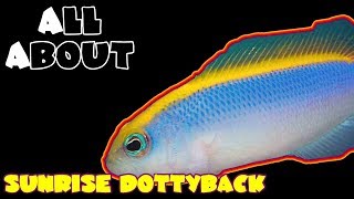 All About The Sunrise Pseudochromis or Dottyback [upl. by Nylodam]