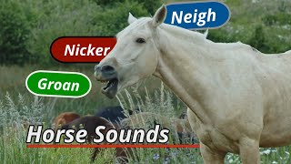 Horse sounds neigh groan nicker and more [upl. by Latrina283]