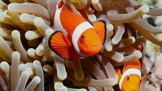 Ocellaris Clownfish Care Guide [upl. by Madonia]