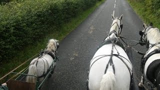 Carriage driving in company  training a pair of horses and a shetland [upl. by Ellemrac995]