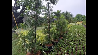 MAKI Podocarpus  Buddhist Pine Plants Propagation Process [upl. by Aber]