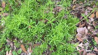 In Howards Garden Cleavers Bedstraw Galium 21 [upl. by Marilee120]