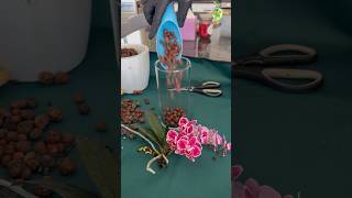 Orchids Repotting to LECA thegreenearth plants orchids [upl. by Yerbua]