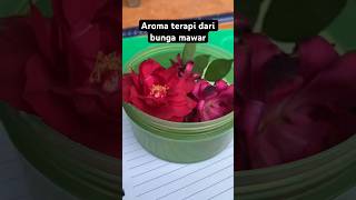 Aroma terapi aromatherapy aromaterapie bungamawar manfaatbungatelang wiwinfau [upl. by Lalita]