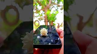 Mobile photography tricks 📱🔥  Nature photography shorts [upl. by Nylarak]