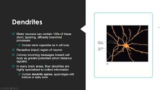 Neurology Physiology NPLEX I Review 2023 [upl. by Tsai605]